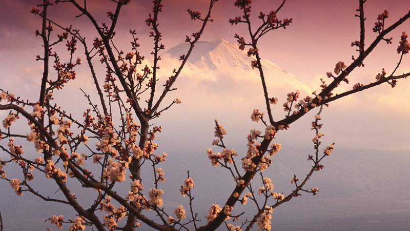 1080P, leaves, no people, forest, cloud - sky, sky, flowering plant, leaf, beauty in nature, pink color, branch, natural, season, freshness, branchlet
