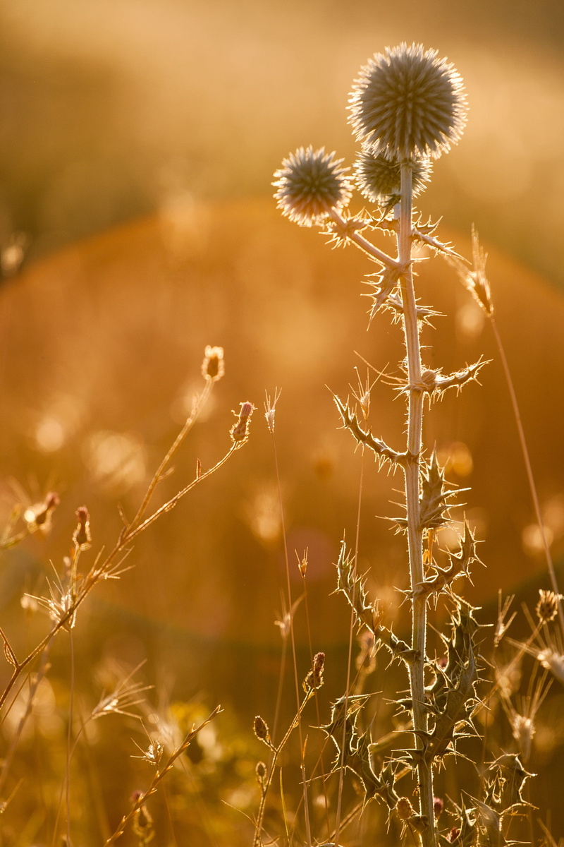 flowering plant, summer, beauty in nature, rostkoviana, sunset, land, macro, light, day, field, uncultivated, bright, sunlight, sunny, nature, garden, fragility