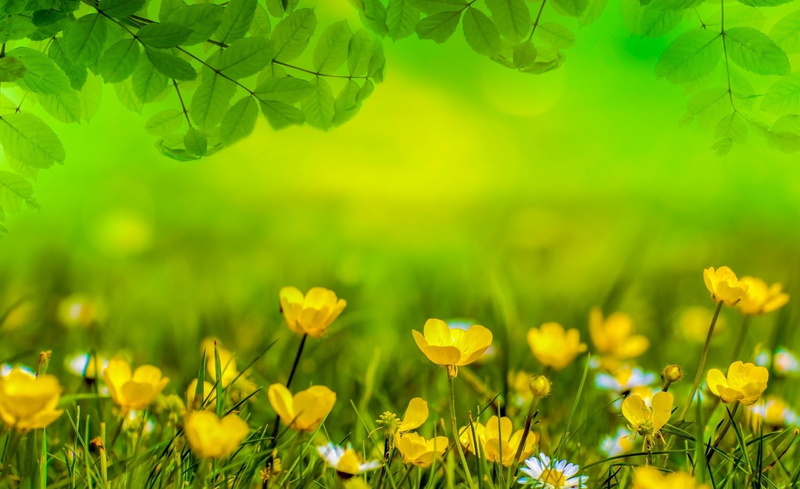 nature, Easter, Focus, Sunny, beauty in nature, Yellow, flowerbed, close-up, fragility, Field, Herbs, freshness, green color, vulnerability, flowering plant