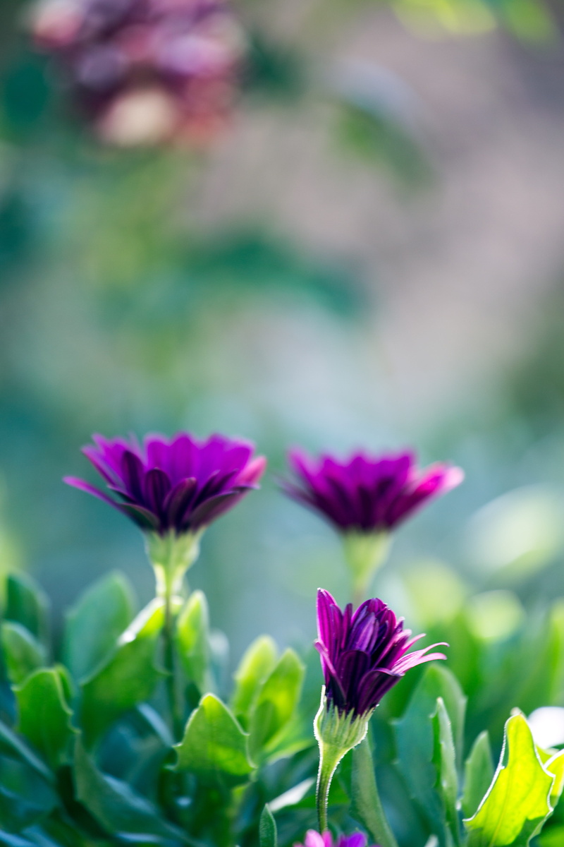 focus on foreground, nature, no people, flower head, botany, garden, green, flowering plant, flower, defocus, day, leaf, vulnerability, plant part, petal
