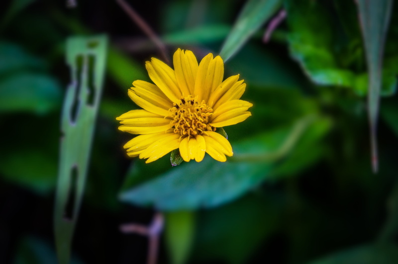 inflorescence, beauty, no people, petal, yellow, blossom, nature, day, blooming, focus on foreground, close-up, 4K, vulnerability, pollen, outdoors, freshness