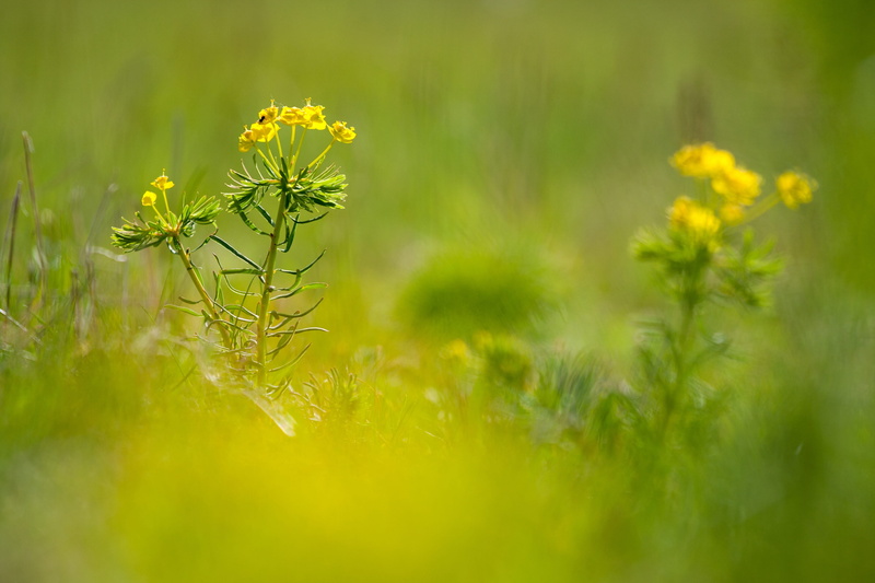 outdoors, defocus, growth, flower, day, sunny, no people, tranquility, green color, grass, meadow, green, springtime, close-up, yellow, freshness, 2K