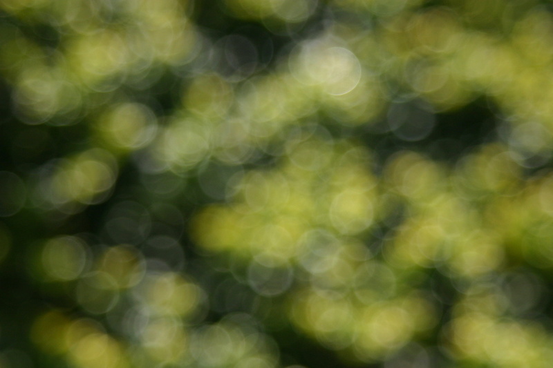 plant, textured effect, green color, blurred, abstract, no people, backgrounds, shape, pattern, day, 2K, outdoors, defocus, textured, sunlight, soft focus