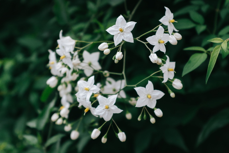 flower head, cherry blossom, london, day, yellow, fragility, outdoors, spring, flower, springtime, blossom, 4K, white, plant, green, white color, inflorescence