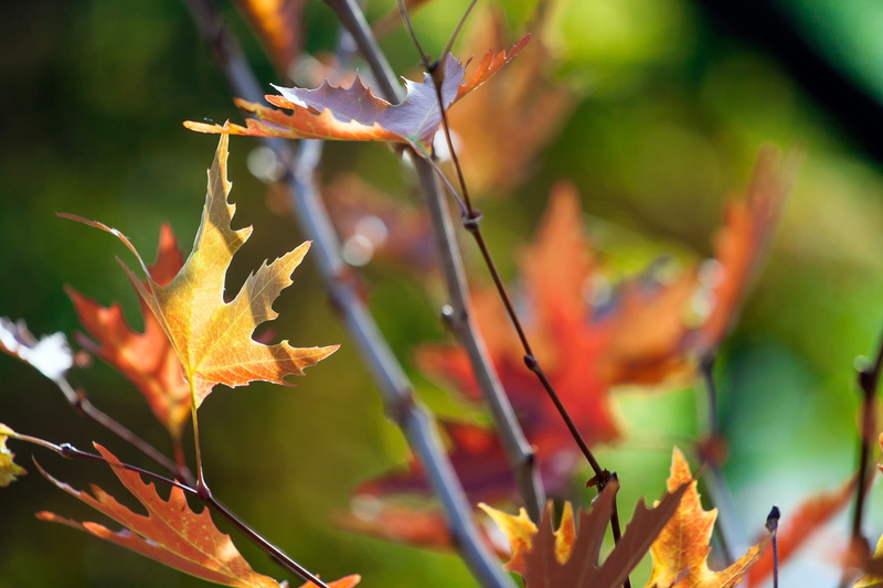 beauty in nature, focus on foreground, close-up, sunlight, green color, season, defocus, orange, bright, day, maple leaf, tree, close, light, leaf, flora