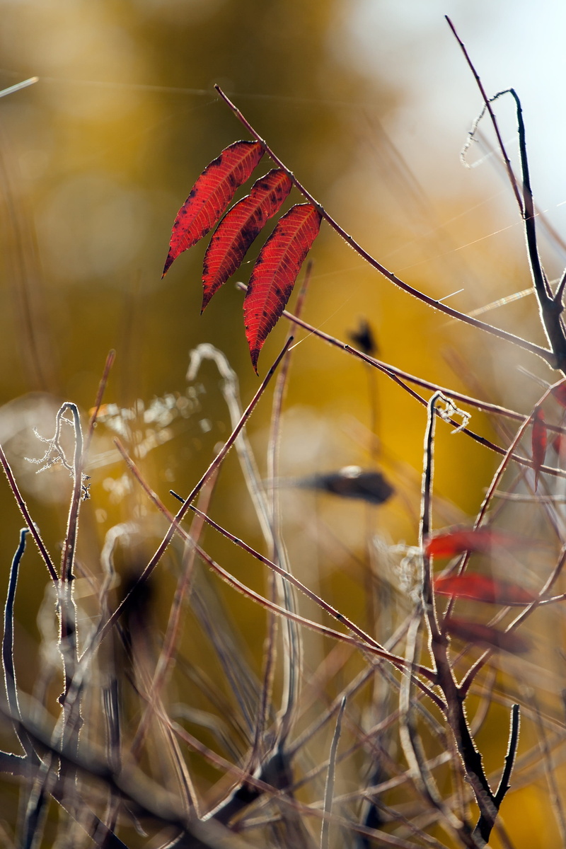 growth, beauty in nature, leaves, carefully, macro, vulnerability, colors, orange, 2K, defocus, rostkoviana, dry, selective focus, fall, close-up, tranquility