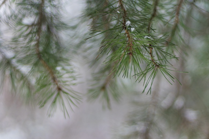 fir tree, tranquility, needle - plant part, focus on foreground, coniferous tree, needles, plant, beauty in nature, green color, outdoors, 4K, selective focus
