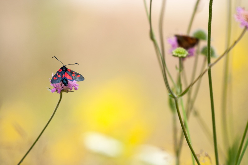 grass, tranquility, flowering plant, yellow, summer, 2K, petal, bloom, animals in the wild, butterfly, no people, color, springtime, focus on foreground