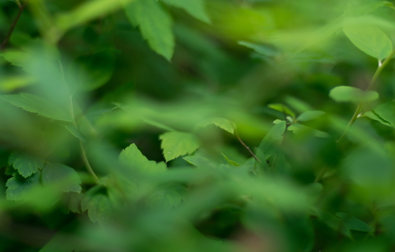 nature, botany, tree leaf, full frame, 4K, leaves, green color, defocus, growth, plant, plant part, land, tuczkowo, green, beauty in nature, day, backgrounds
