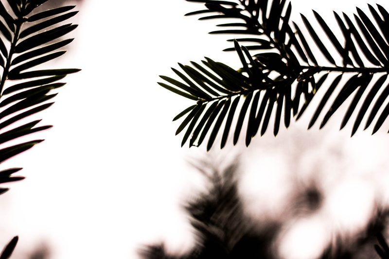 no people, bokeh, branch, sky, day, frond, fir, nature, close-up, tranquility, stem, tree, stalk, blur, defocus, leafe, minimalistic, green, botany, palm leaf