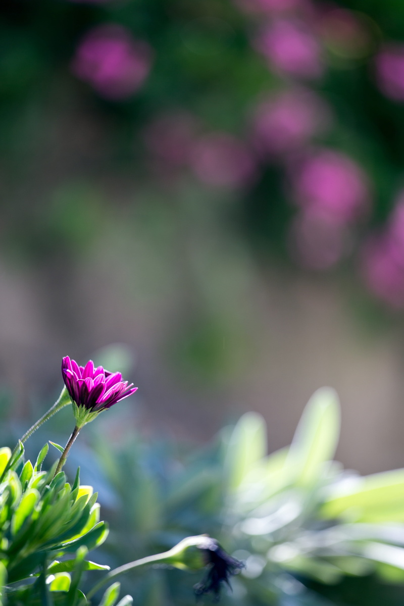 day, selective focus, sunny, sepal, flora, leaf, 5K, no people, pink color, macro, plant, green, defocus, growth, freshness, purple, color, inflorescence