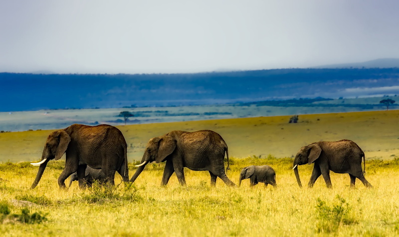 landscape, panorama, day, elephant, animal wildlife, mammal, no people, group of animals, grey, herd, sky, wildlife, animal, environment, countryside, elephants
