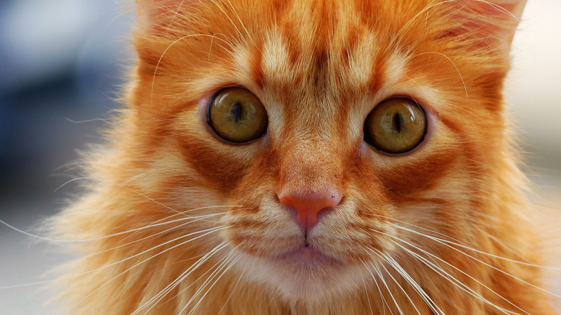 4K, mustache, snout, red, view, cat
