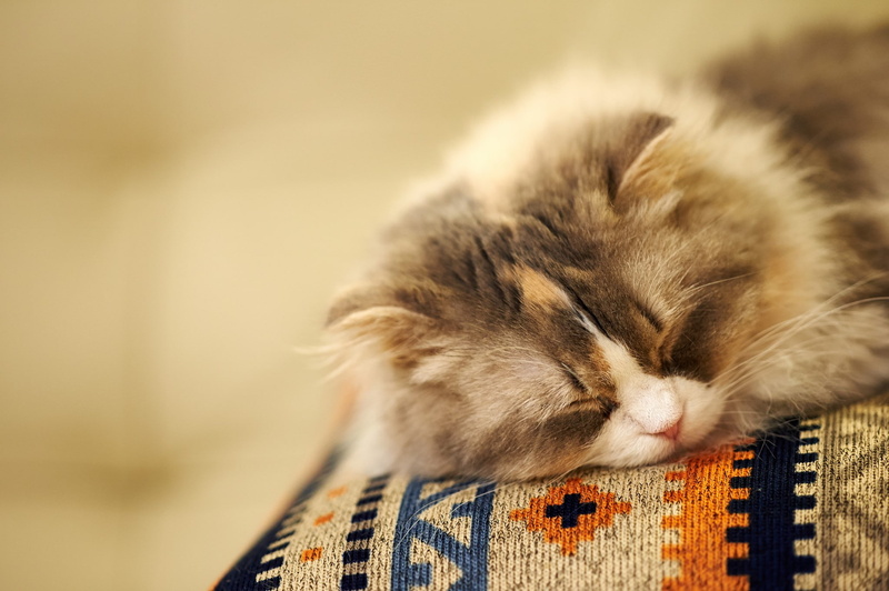 sleeping, Cat, sleep, 1080P, background, snout, fluffy