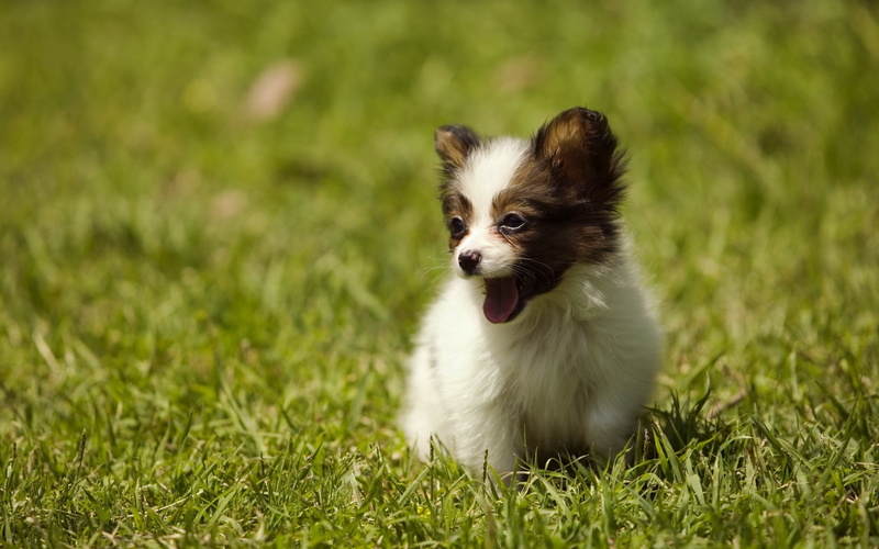 sitting, selective focus, animal, pets, dog, close-up, domestic, small, grass, land, green color, purebred Dog, happiness, long Haired Chihuahua, fluffy
