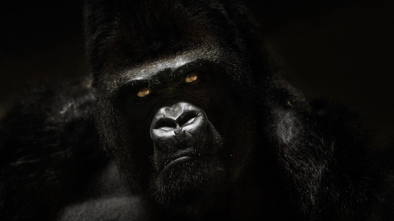 dark, one animal, animals in captivity, portrait, black and white, gorilla, black, close-up, looking at camera, animal body part, ape, people, snout, animal wildlife