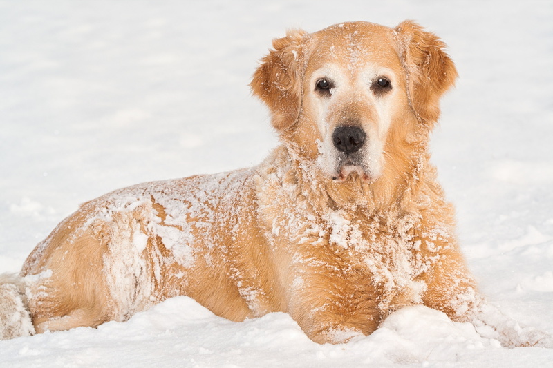 friendship, snout, purebred Dog, land, domestic Animals, fur, portrait, looking, cold - Temperature, puppy, canine, domestic, one Animal, cute, dog, adult