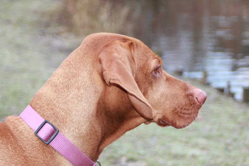 vertebrate, domestic animals, dog, animal, focus on foreground, canine, water, domestic, weimaraner, animal head, close-up, side view, mammal, animal themes