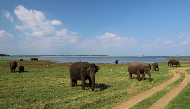 outdoors, cloud - sky, mammal, nature, Baby, grass, animal, no people, plant, animals in the wild, proboscidea, conservation park, landscape, grazing, feed