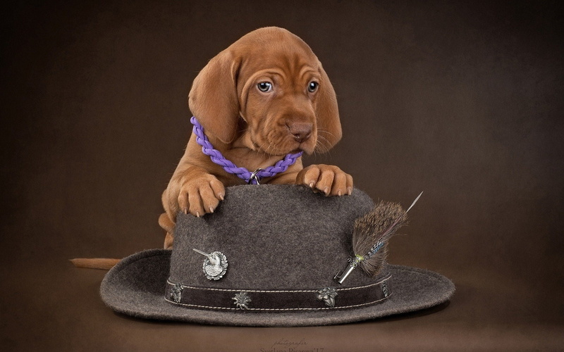 1080P, Vizsla, Dog, Hat, Puppy, Dogs