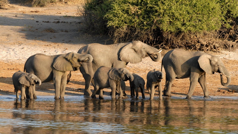 young animal, animal wildlife, safari, animal themes, outdoors, Family, Animal, drinking, Elephant, vertebrate, nature, herbivorous, mammal, african elephant