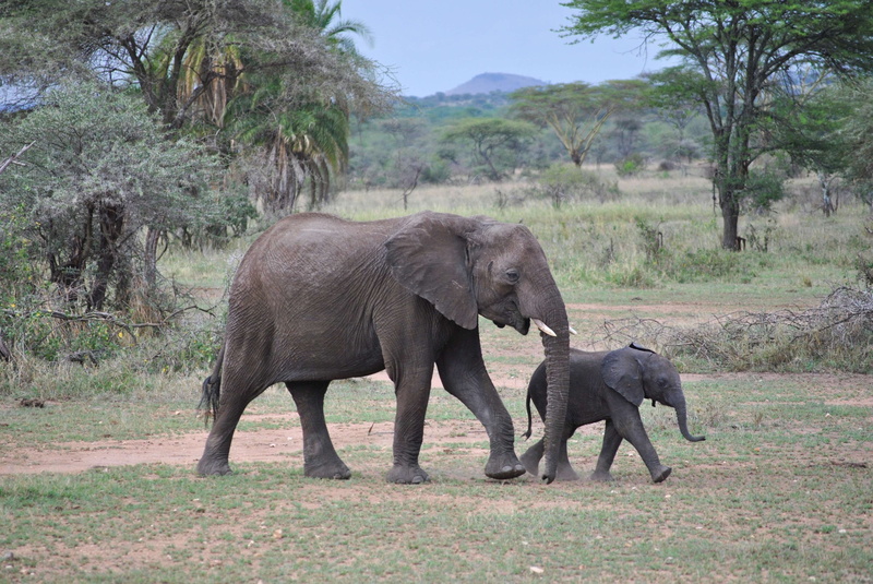 baby, tanzania, nature, african elephant, group of animals, side view, animal trunk, mammal, outdoors, africa, vertebrate, tree, visit, animals, environment