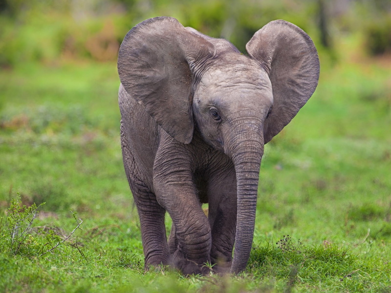 baby, 2K, elephant