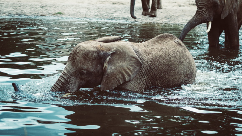 mammal, tusk, strength, large, tropical Rainforest, gray, baby, herbivorous, river, asia, day, waterfront, walking, wildlife, real people, domestic animals