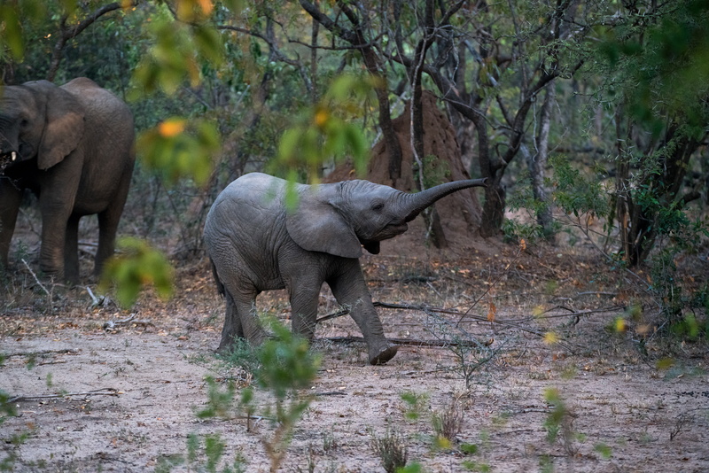 Baby Animal, 8K, Elephant, Animal
