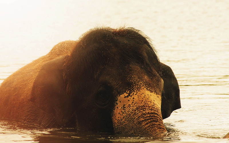 baby, tropical Climate, mammal, animal head, gray, family, young Animal, vertebrate, sunlight, elephant, one Animal, animal, animal wildlife, asia, safari Animals