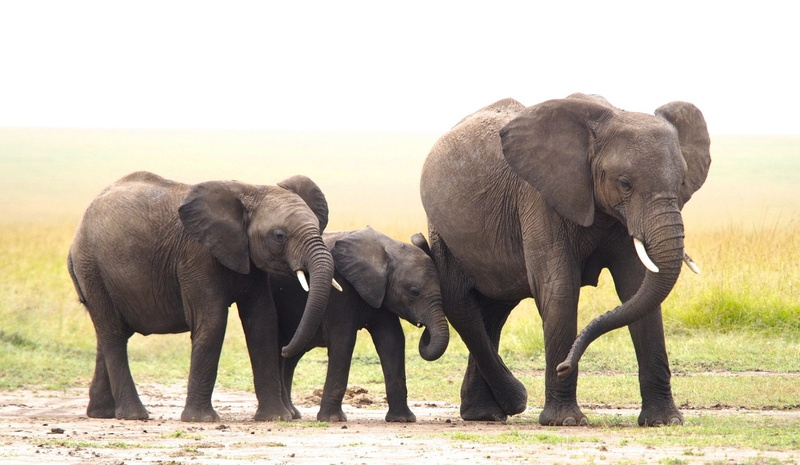 Baby Animal, Animal, Wildlife, 1080P, Elephant