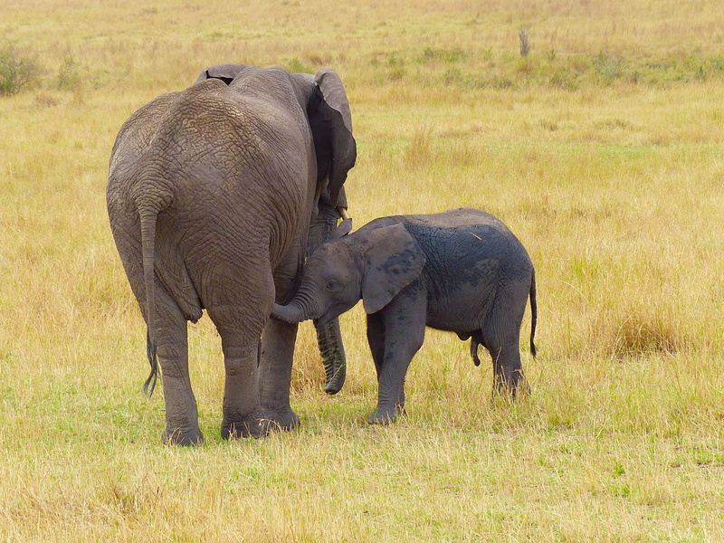 group of animals, grass, kenya, two animals, young animal, safari, animal, day, plant, wildlife, brown, animal trunk, animal wildlife, african elephant