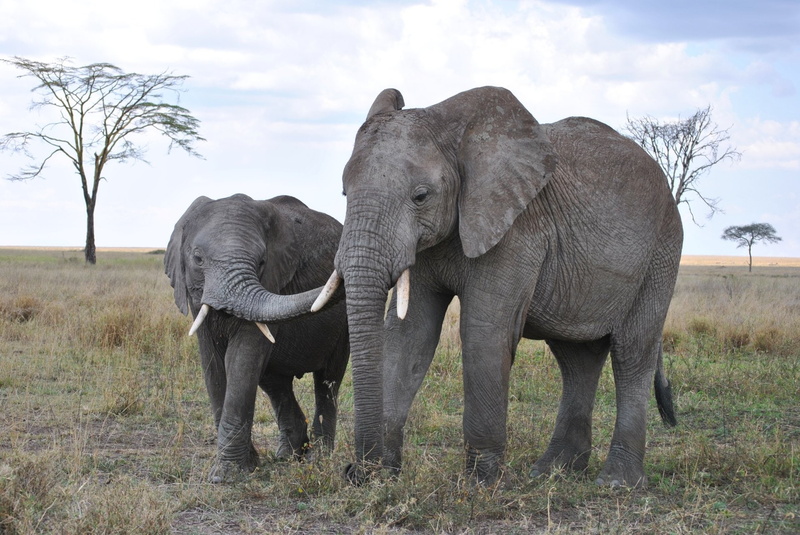 no people, Baby Animal, National Park, vertebrate, Animal, herbivorous, african elephant, Mammal, landscape, day, animal wildlife, animals in the wild