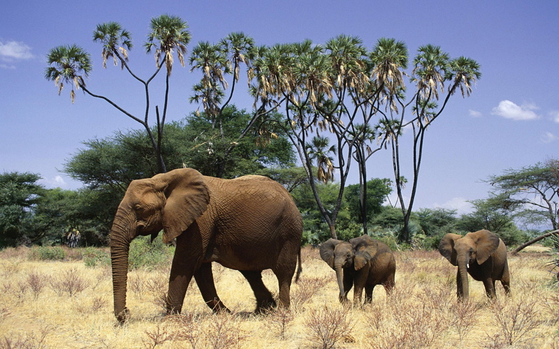 elephants, baby, animals, elephant, 1080P