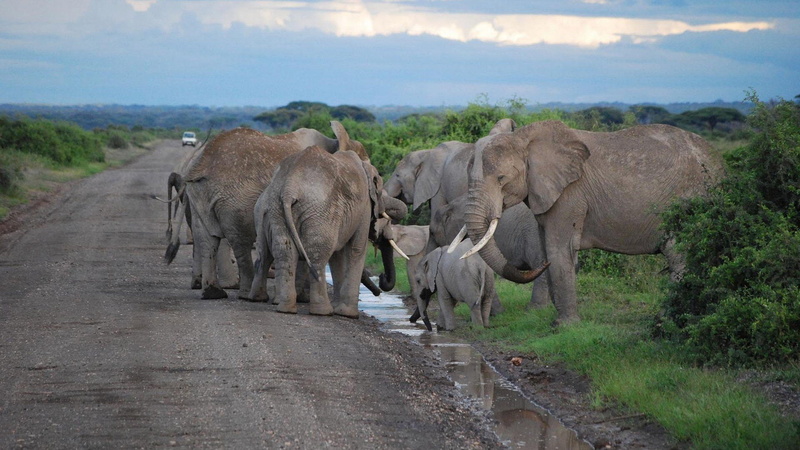 Elephants, baby, roads, nature, 1080P, animals, elephant