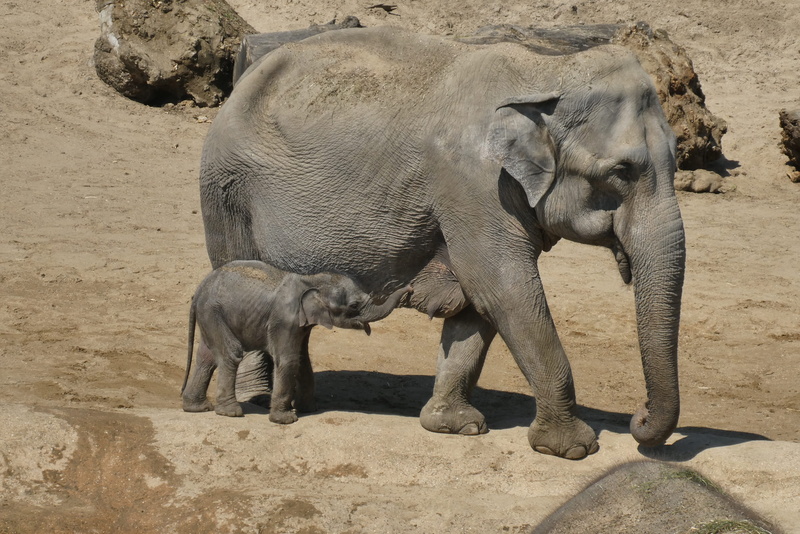 land, animal wildlife, group of animals, togetherness, nature, field, gray, sunlight, mammal, zoo, baby, young animal, elephant, animal themes, mammals