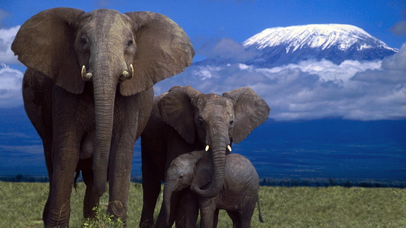 herbivorous, baby elephant, animal trunk, african elephant, nature, elephant, day, animal body part, wildlife, animal themes, mountains, animal, grass