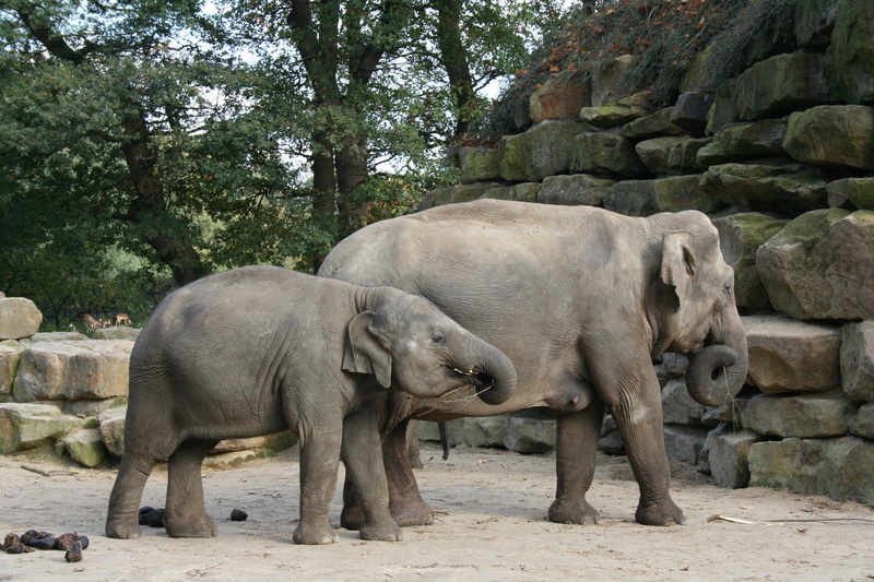 trunk, outdoors, plant, animal trunk, group of animals, elephant, gray, trees, elephant calf, animal, baby elephant, animal wildlife, young animal, mammal