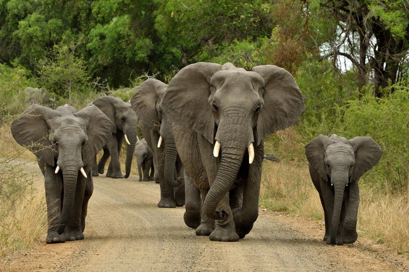 1080P, Wildlife, Animal, Baby Animal, Elephant
