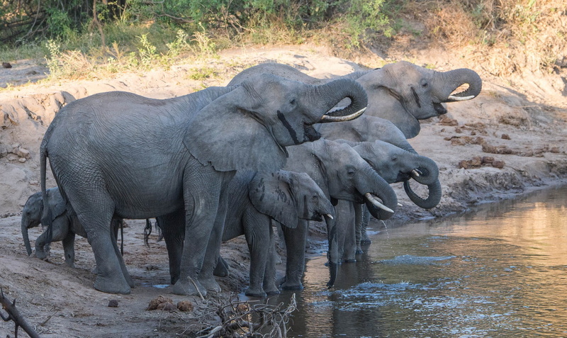outdoors, group of animals, animals in the wild, lake, animal family, herbivorous, water, animal trunk, mammal, vertebrate, animal, drinking, no people