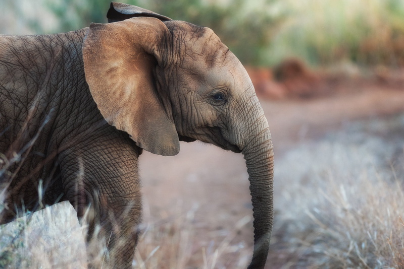 1080P, elephant, baby animals, mammals, animals