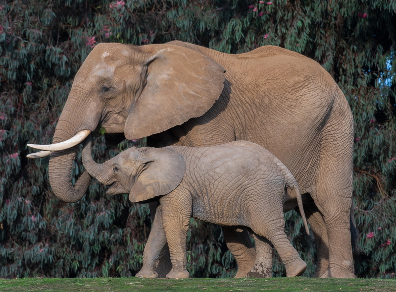 4K, Baby Animal, Elephant, Wildlife, Animal