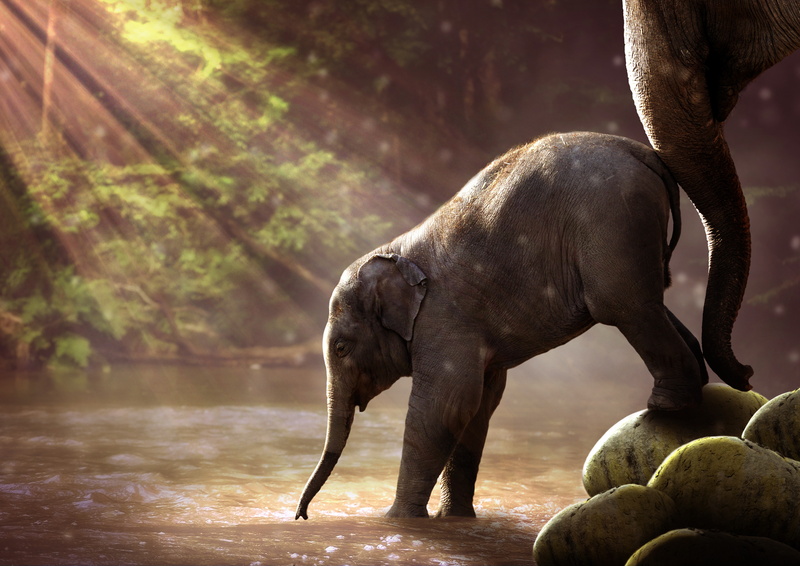5K, River, Elephants, Baby elephant, Sunlight, 4K, 8K, Forest, Mammals