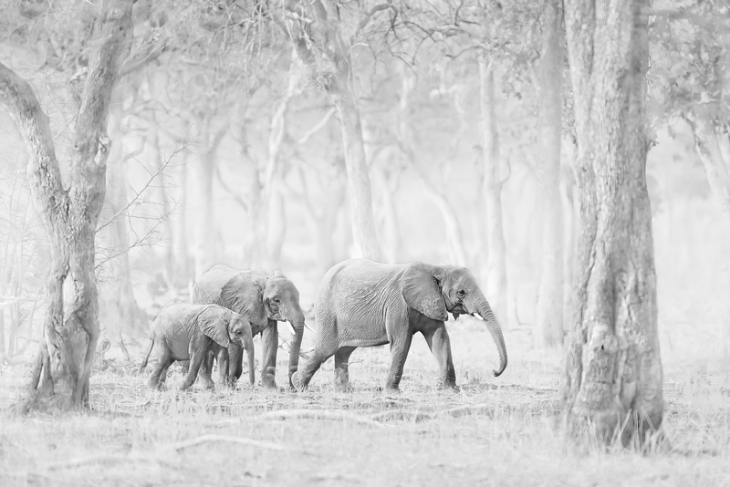 Baby Animal, Elephant, 1080P, Monochrome, Wildlife, Animal