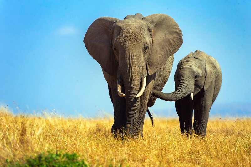 Baby Animal, 1080P, Savannah, Animal, Wildlife, Elephant