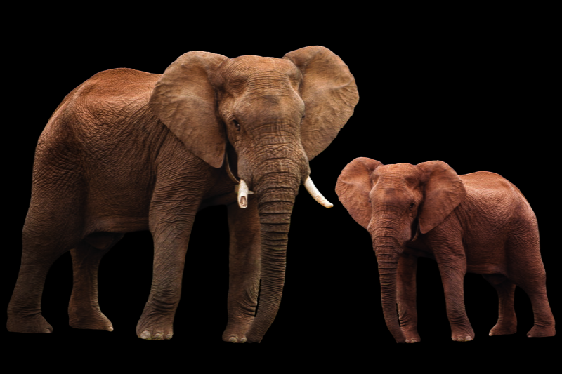 group of animals, animal family, defence, animal wildlife, animals, safari, black background, elephant, tusk, studio shot, animal, portrait of animals