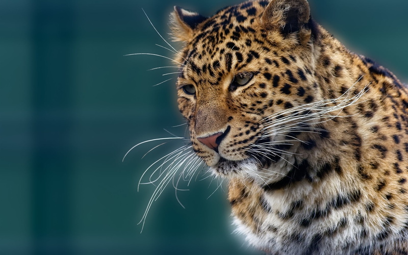 Jaguar, Portrait, Animal, black, 1080P, brown, leopard, Mustache