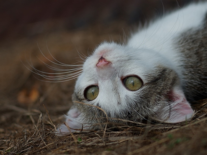 Mustache, Want, snout, 1080P, Eyes, Kitten, Sleep