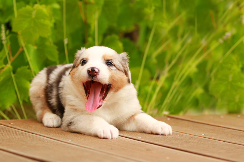 fun, dog, dogs, white, vertebrate, sitting, canine, one Animal, australian shepherd, playful, pets, obedience, brown, friendship, looking away, cute, domestic