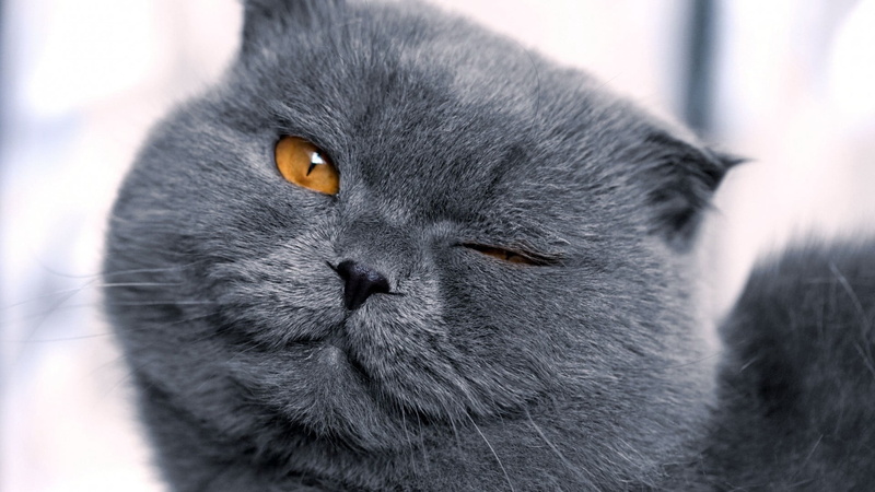 animal, black color, one animal, animal themes, cat, animal head, animal body part, snout, relaxation, domestic animals, whisker, close-up, mammal, portrait